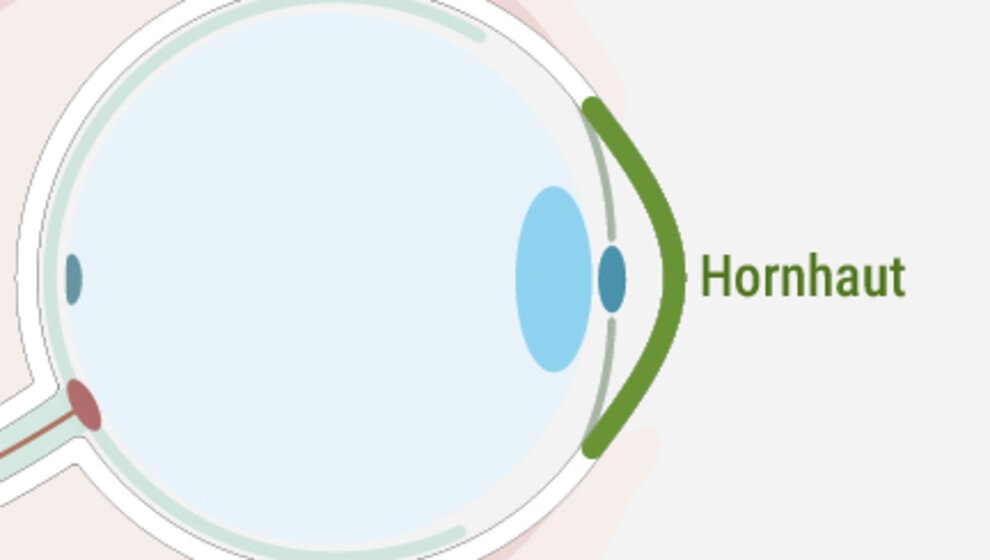 Dieses Bild zeigt, wo sich die Hornhaut beim Auge befindet - Augenlasern Wien, Dr. Atamniy