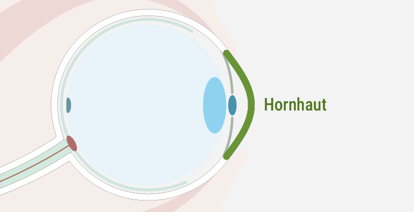 Dieses Bild zeigt, wo sich die Hornhaut beim Auge befindet - Augenlasern Wien, Dr. Atamniy
