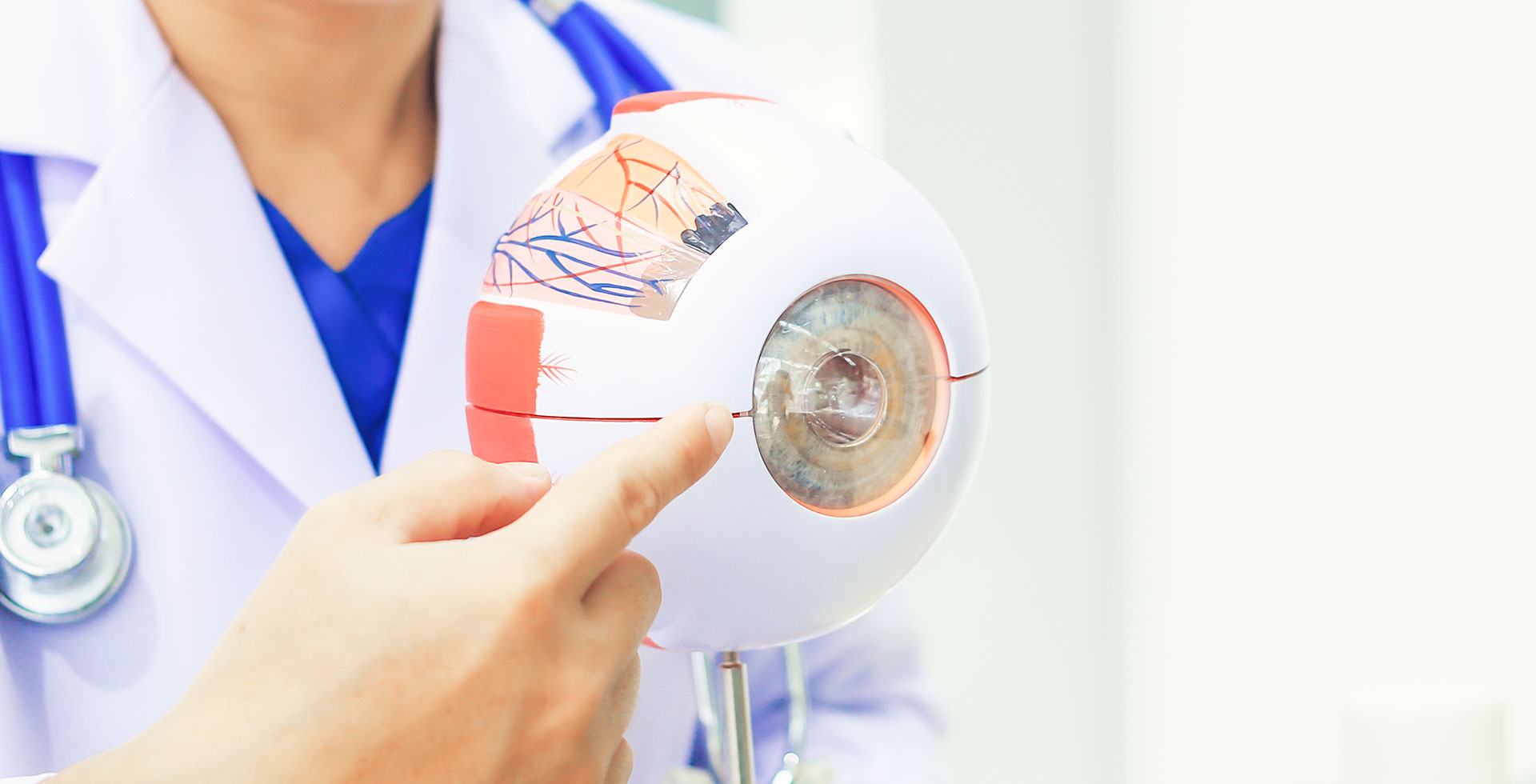 Das Bild zeigt eine Nachbildung des Auges mit Fokus auf die Netzhaut - Augenlasern Wien, Dr. Atamniy