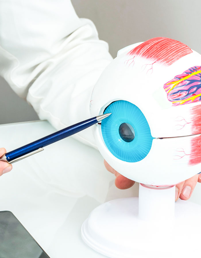 Modell Auge, Augenlasern Wien Dr. Atamniy