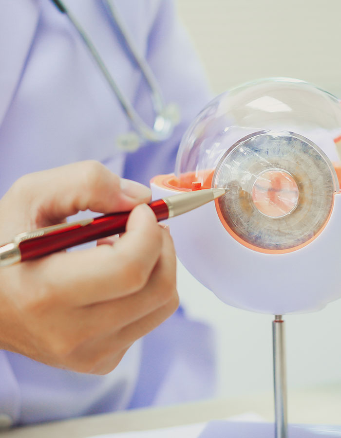 Modell von Auge, Augenlasern Wien Dr. Atamniy