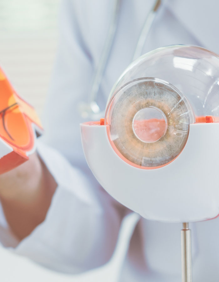 Modell Auge, Augenlasern Wien, Dr. Atamniy