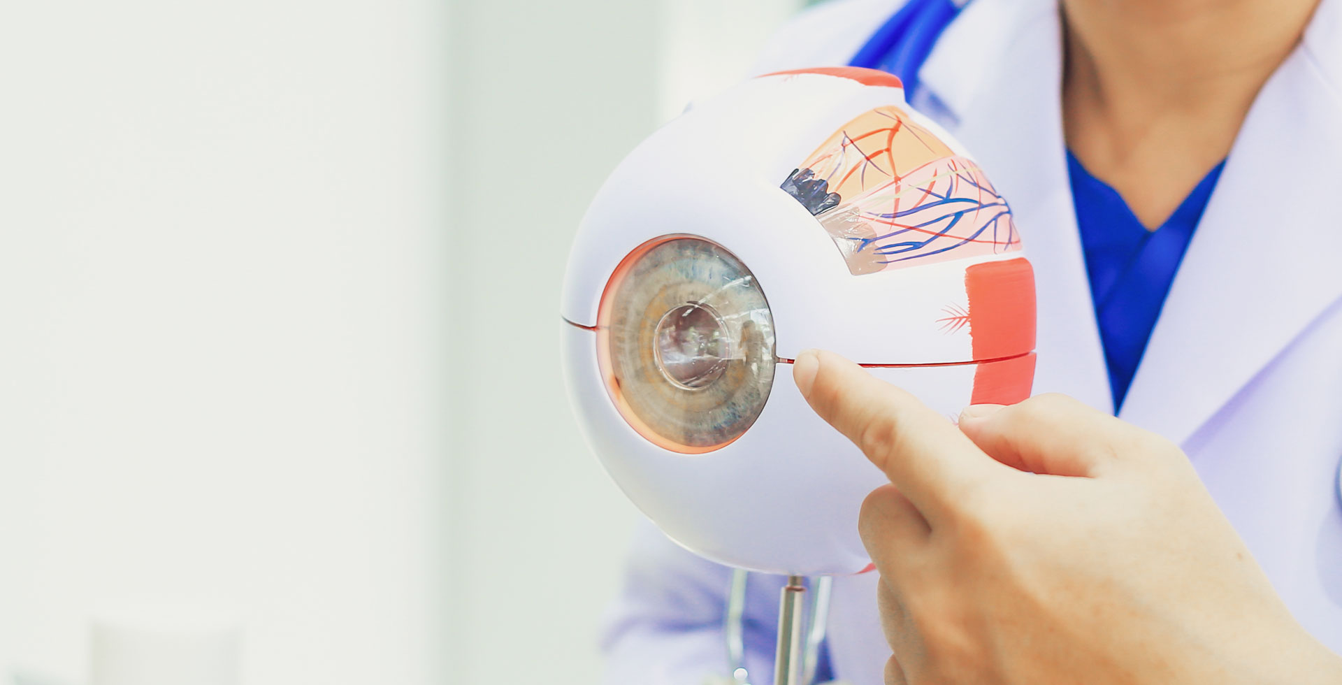 Modell Auge, Augenlasern Wien Dr. Atamniy