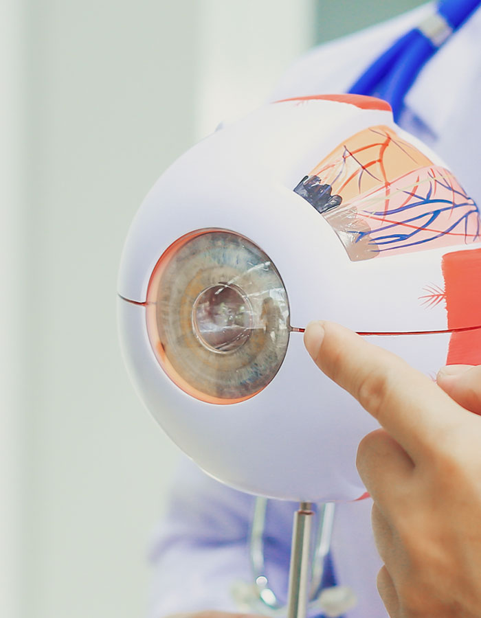 Modell Auge, Augenlasern Wien Dr. Atamniy