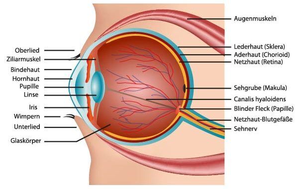 Das Auge, Das menschliche Auge und seine Glieder